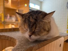 -平行世界·猫咖(首经贸店)