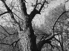 -贡湖湾湿地公园