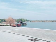 -合肥滨湖国家森林公园