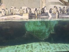 -大连圣亚海洋世界