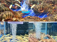 -大连湾旭日·家宴·海肠捞饭(马栏广场店)