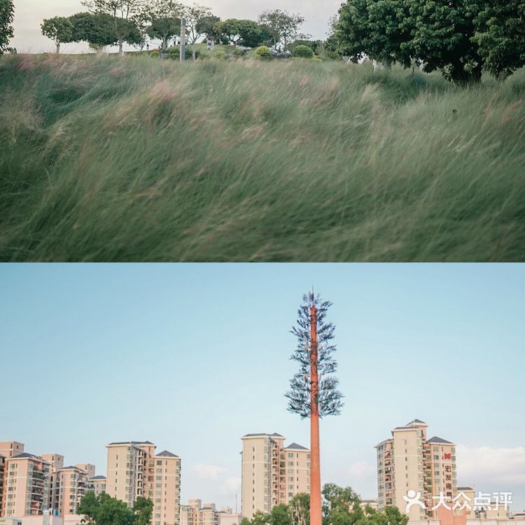 【深圳】初秋出游,千万不要错过红花山的超美粉黛