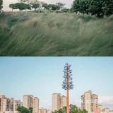 【深圳】初秋出游，千万不要错过红花山的超美粉黛