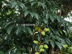 -广州兰圃