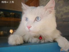 -Babycat私家御饼屋(龙头路一店)