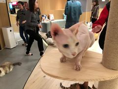 -CAT’S MEWSTAR CAFE·喵星球猫屋(晴湾咖啡店)