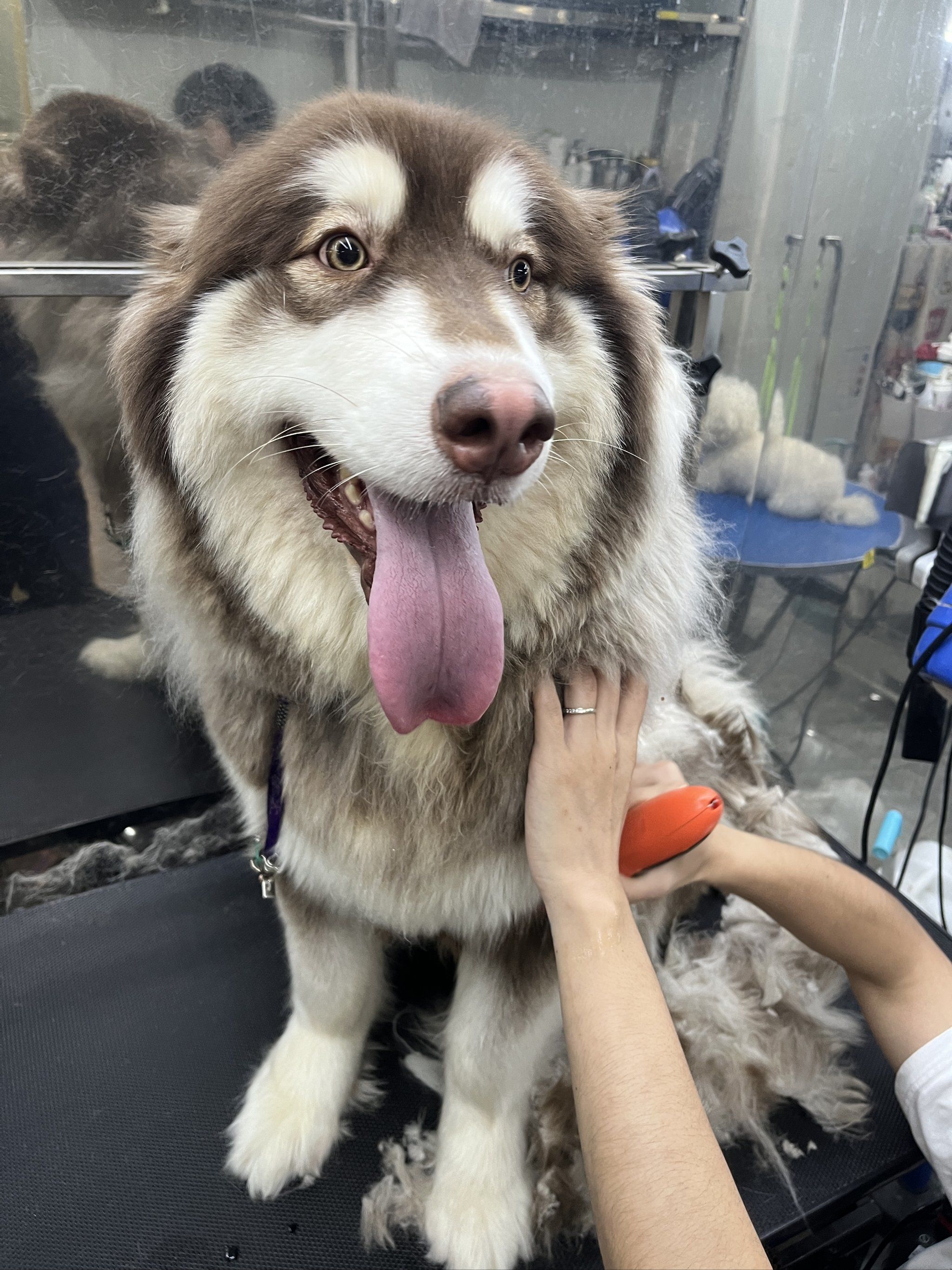 超喜欢洗澡的阿拉斯加猪