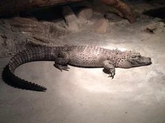 -上海大自然野生昆虫馆