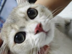 -宠颐生宠物医院·异宠猫科内科·诊疗中心宠巢店