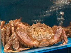 -蟹田居·活蟹料理(东城店)