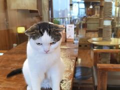 -喵园·猫主题咖啡厅·撸猫·猫咖(国贸店)