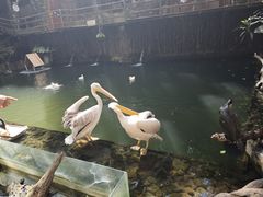 -海南槟榔谷黎苗文化旅游区