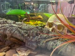 -Rabbit Cafe私房西餐甜点咖啡(栖霞路店)