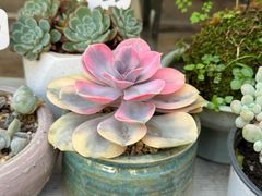 -桂林市花鸟市场