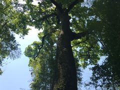 -西湖风景区十里琅珰-五云山