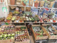 -双季花艺园艺市场(浦东店)