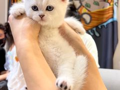 -屋虎猫馆(宝安大仟里店)
