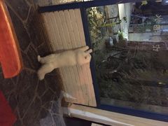 iphone_upload_pic-Anne猫窝咖啡屋