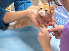-瑞派·关忠动物医院猫科外科·异宠·24小时转诊中心(祥云店)