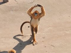 -西霞口神雕山野生动物世界