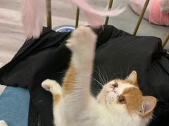 -BABIT巴比特宠物(MOMOPARK店)