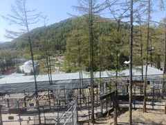 -横道河子东北虎林园
