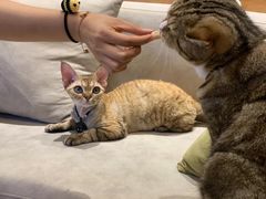 -啵啵喵·猫咖(攀华国际店)