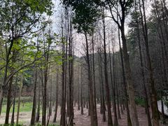 -广州市帽峰山景区