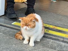 -飞行喵MR PILOT|猫舍·猫咖(静安大融城店)