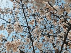 -高东镇樱花园
