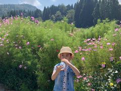 -武陵山森林公园