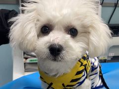 -纳吉亚猫专科动物诊疗中心(蒋宅口分院)