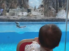 -帝企鹅自助餐厅•儿童岛•真企鹅(长隆企鹅酒店)