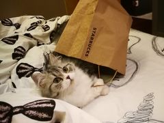 -猫大福·Fortune Cat猫舍(百子湾店)