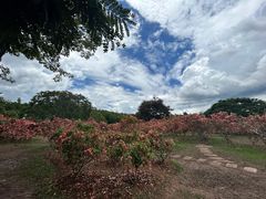 -中国科学院西双版纳热带植物园