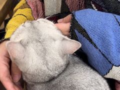 -贝利宠物医院·骨科·眼科·肿瘤转诊中心(南坪诊疗中心)
