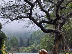 -深圳仙湖植物园