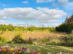 -上海长兴岛郊野公园