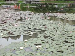 -花果园湿地公园