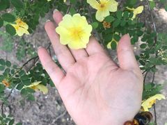 -塘沽森林公园