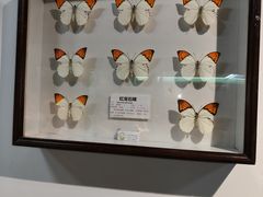 -上海大自然野生昆虫馆(东方明珠·爬宠昆虫探索中心)