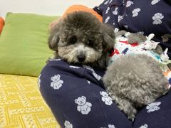 -福州肆爪动物医院
