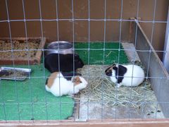 -神户市立六甲山牧场