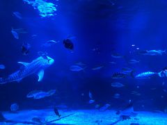 -烟台海昌鲸鲨海洋公园