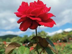 -亚龙湾国际玫瑰谷