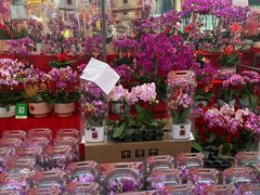 -越秀西湖花市(广州城市广场花卉店)