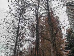 -映月湖公园