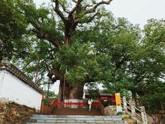 -新安江山水画廊风景区