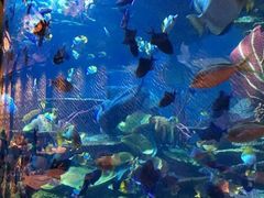 -迪拜帆船酒店海底餐厅