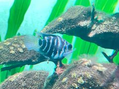 -松临·铁板烧&Omakase(神农店)